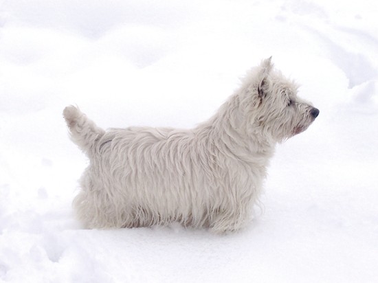 Les West Highland White Terrier de l'affixe de L'Etang des Chalands