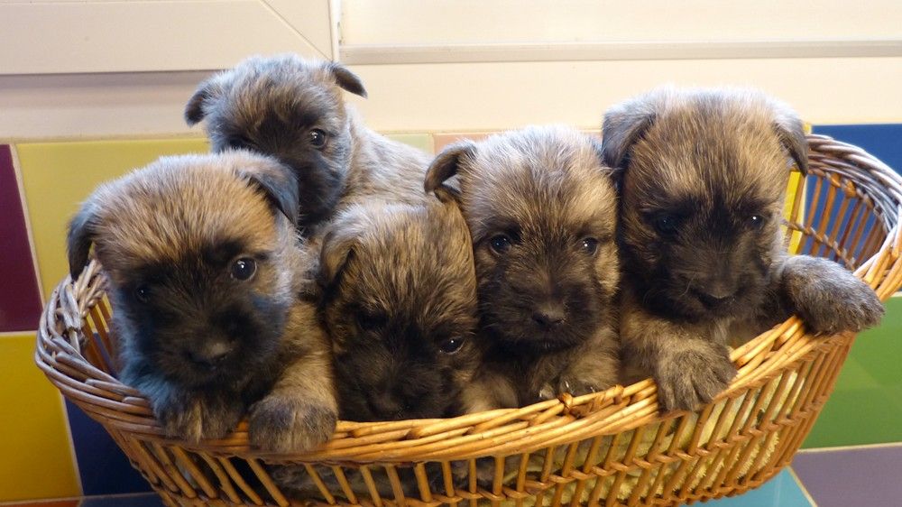 de L'Etang des Chalands - Chiot disponible  - Cairn Terrier