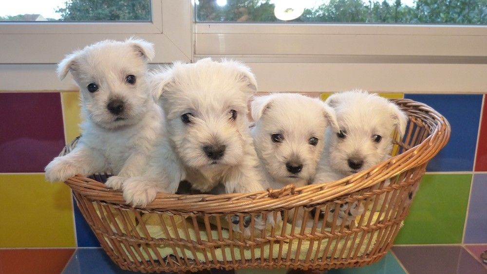 de L'Etang des Chalands - Chiot disponible  - West Highland White Terrier