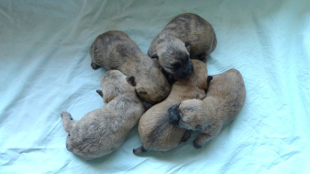 chiot Cairn Terrier de L'Etang des Chalands