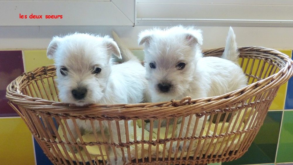 de L'Etang des Chalands - Chiot disponible  - West Highland White Terrier