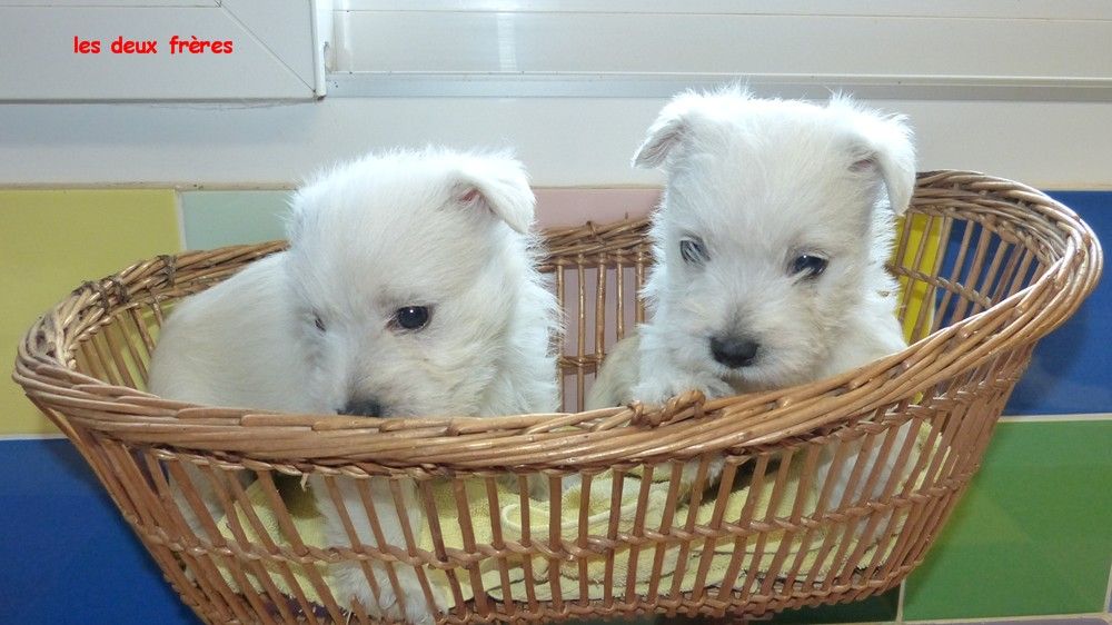 de L'Etang des Chalands - Chiot disponible  - West Highland White Terrier