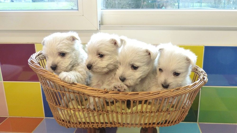 de L'Etang des Chalands - Chiot disponible  - West Highland White Terrier