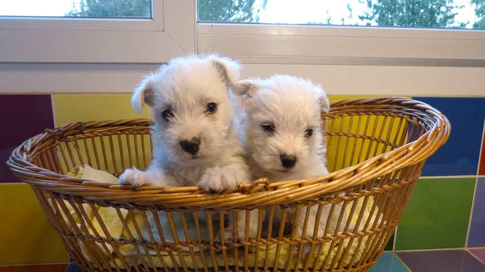 de L'Etang des Chalands - Chiot disponible  - West Highland White Terrier