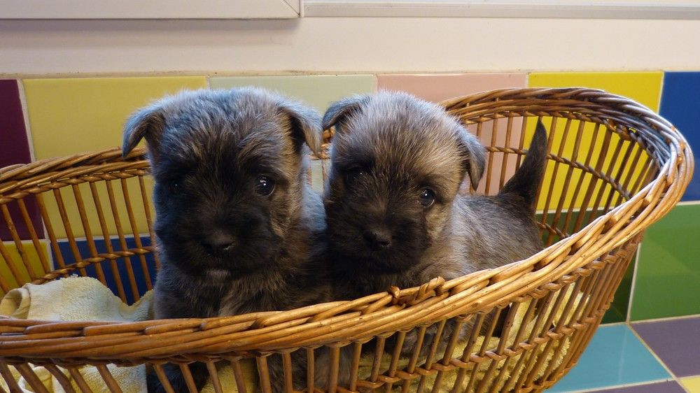 de L'Etang des Chalands - Chiot disponible  - Cairn Terrier