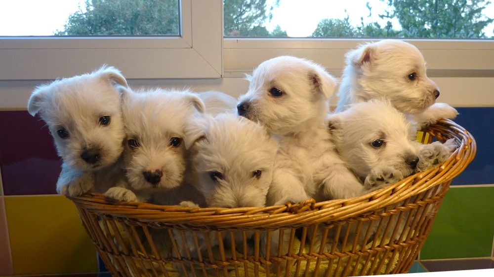 chiot West Highland White Terrier de L'Etang des Chalands