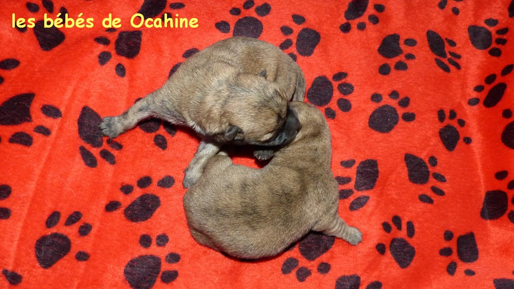 Chiot Cairn Terrier de L'Etang des Chalands