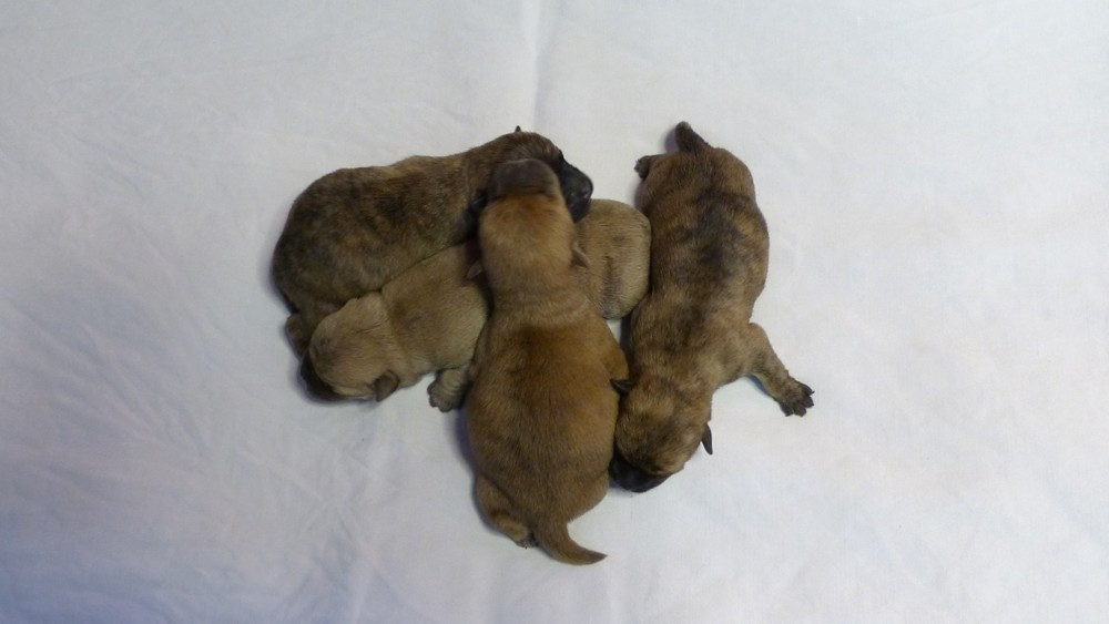 de L'Etang des Chalands - Chiots disponibles - Cairn Terrier