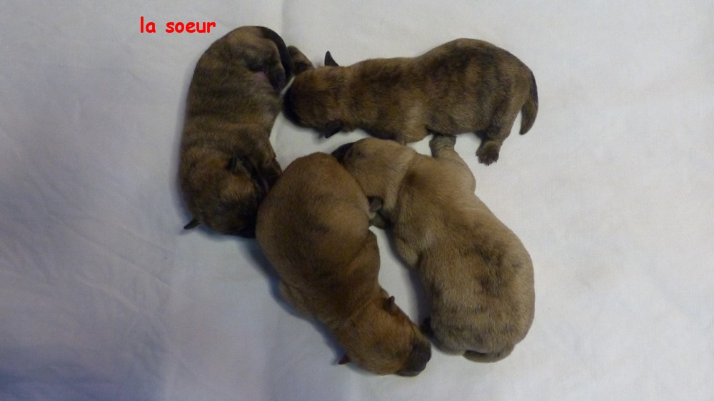 de L'Etang des Chalands - Chiots disponibles - Cairn Terrier