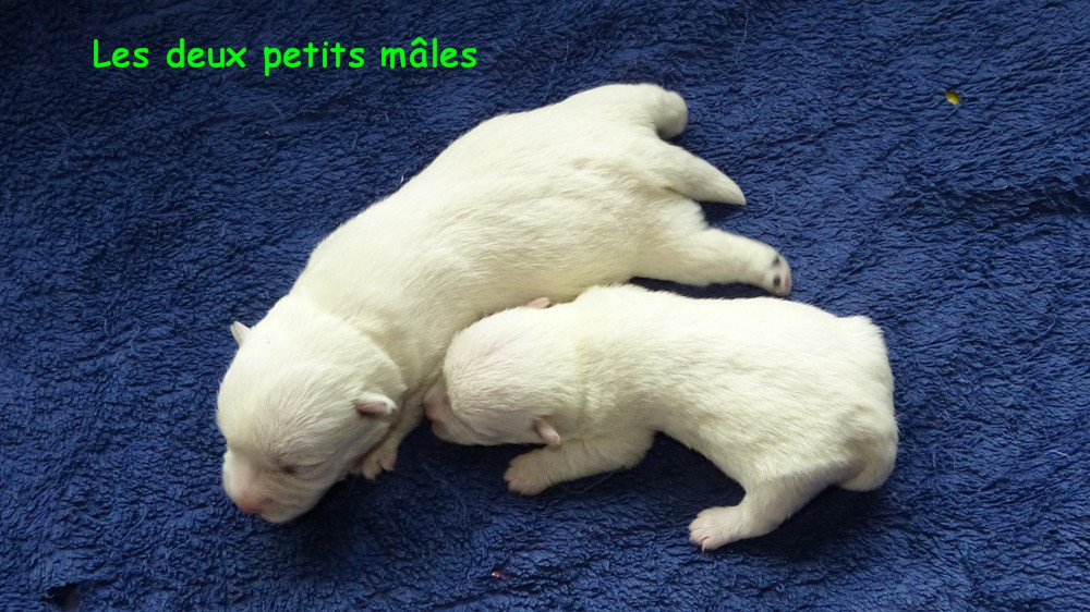 de L'Etang des Chalands - Chiots disponibles - West Highland White Terrier
