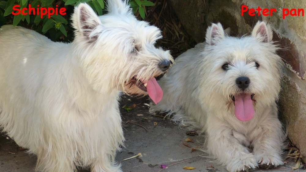 Chiot West Highland White Terrier de L'Etang des Chalands
