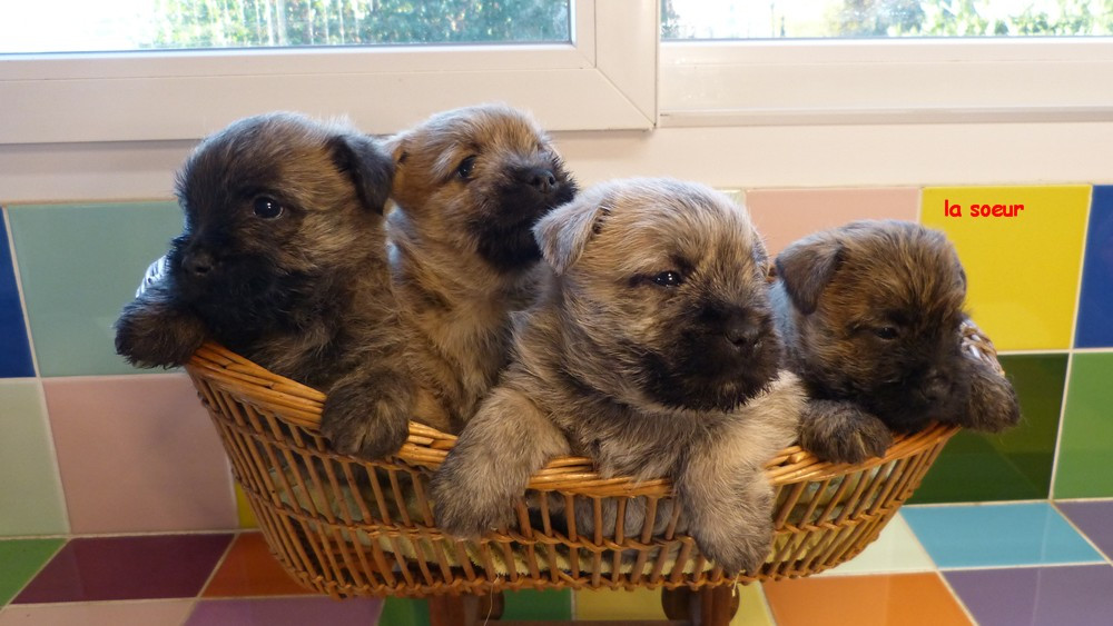 de L'Etang des Chalands - Chiots disponibles - Cairn Terrier