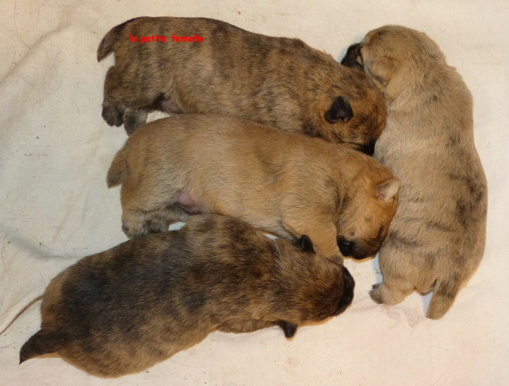 de L'Etang des Chalands - Chiots disponibles - Cairn Terrier