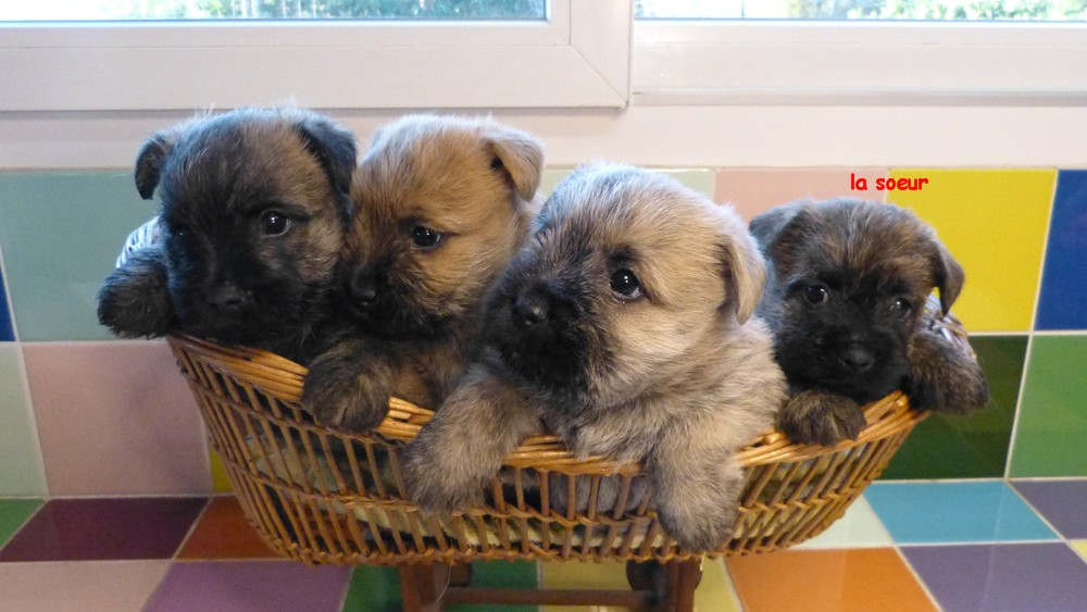 de L'Etang des Chalands - Chiots disponibles - Cairn Terrier