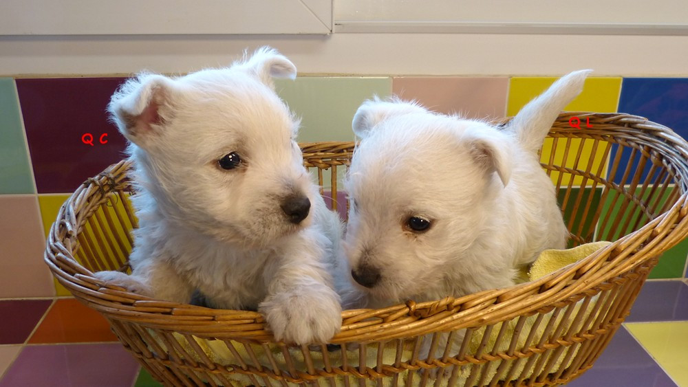 de L'Etang des Chalands - Chiots disponibles - West Highland White Terrier