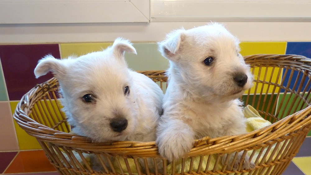 de L'Etang des Chalands - Chiots disponibles - West Highland White Terrier