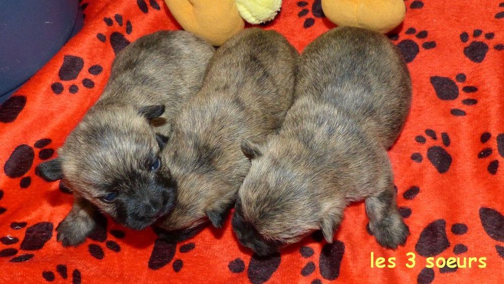 de L'Etang des Chalands - Chiots disponibles - Cairn Terrier