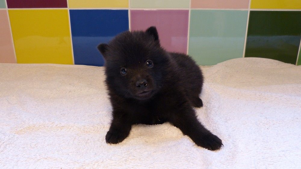 de L'Etang des Chalands - Chiots disponibles - Schipperke