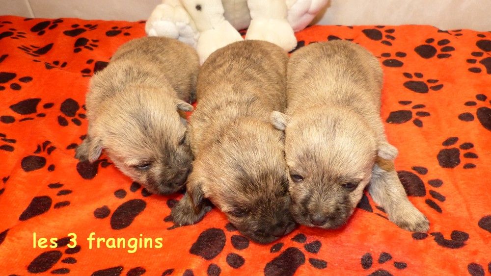 de L'Etang des Chalands - Chiots disponibles - Cairn Terrier