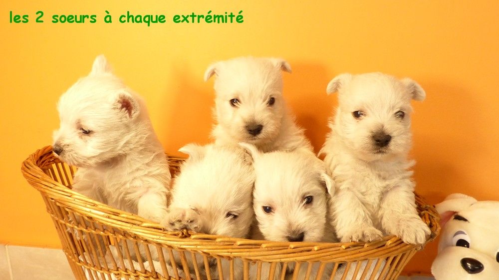 Chiot West Highland White Terrier de L'Etang des Chalands