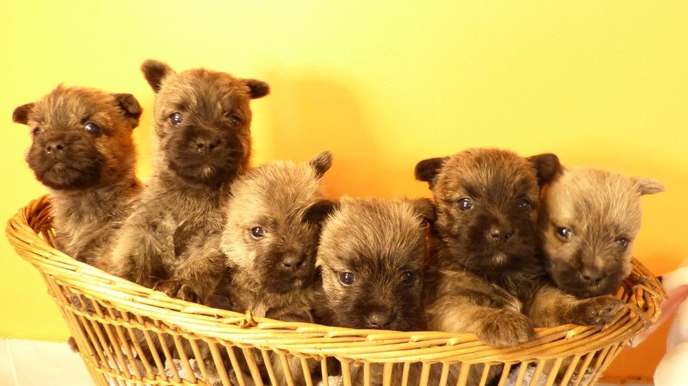 de L'Etang des Chalands - Chiots disponibles - Cairn Terrier