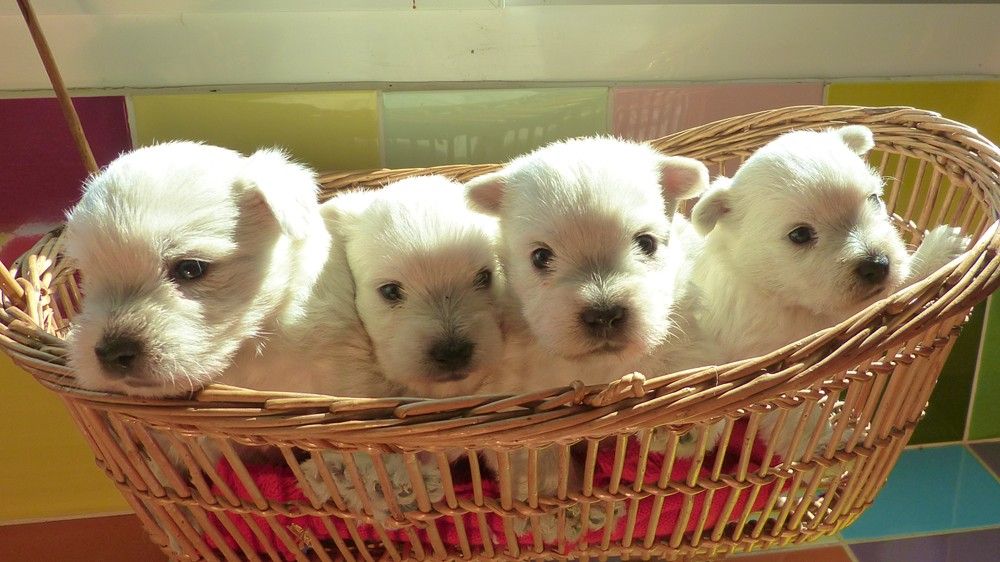 de L'Etang des Chalands - Chiots disponibles - West Highland White Terrier