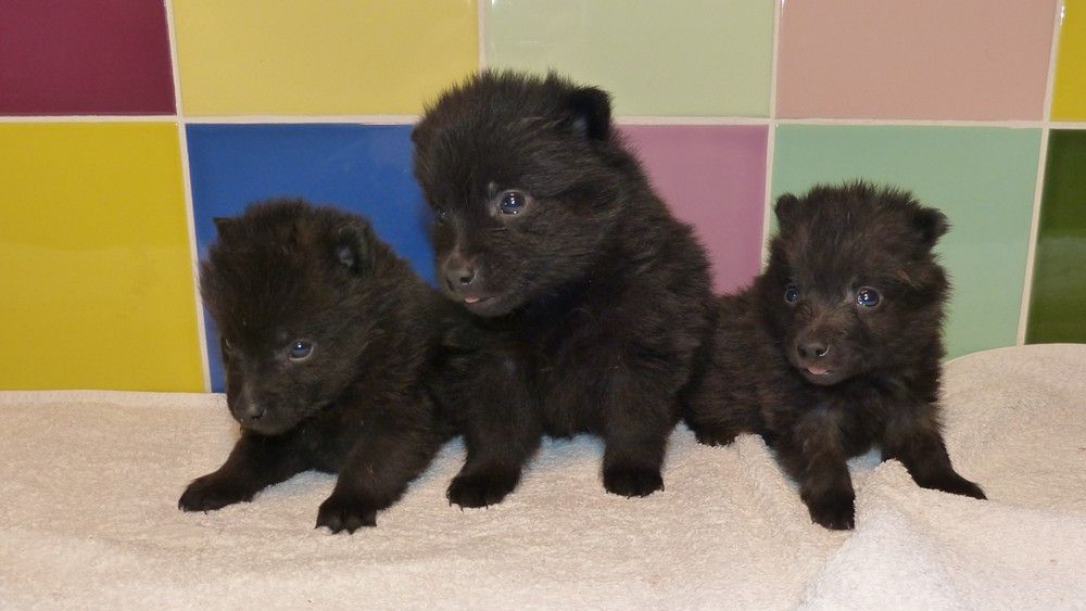 de L'Etang des Chalands - Chiots disponibles - Schipperke