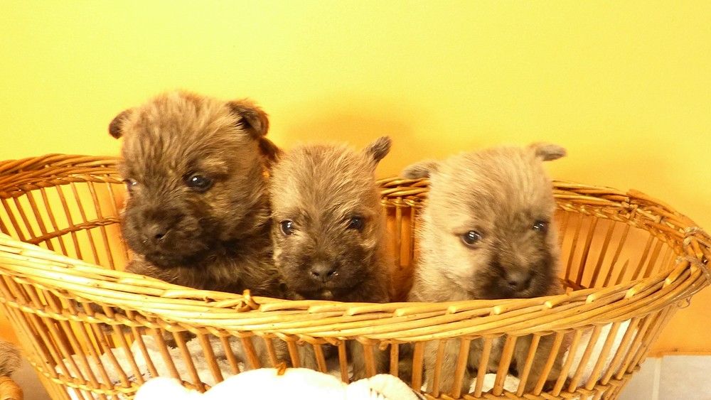 de L'Etang des Chalands - Chiots disponibles - Cairn Terrier