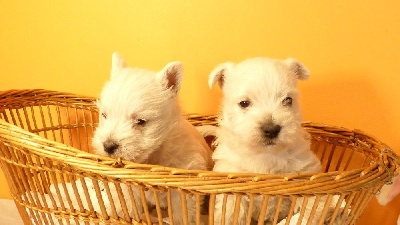 CHIOT 4
