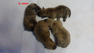 Chiot N°1