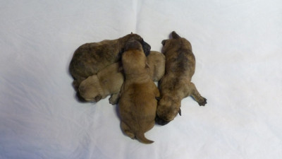 Chiot N°2