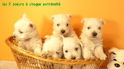 CHIOT 3