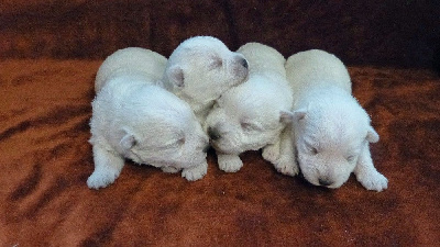 CHIOT 2