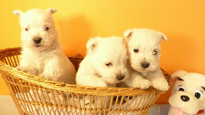 CHIOT 1