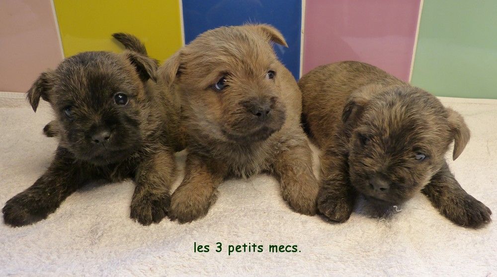 de L'Etang des Chalands - Chiots disponibles - Cairn Terrier