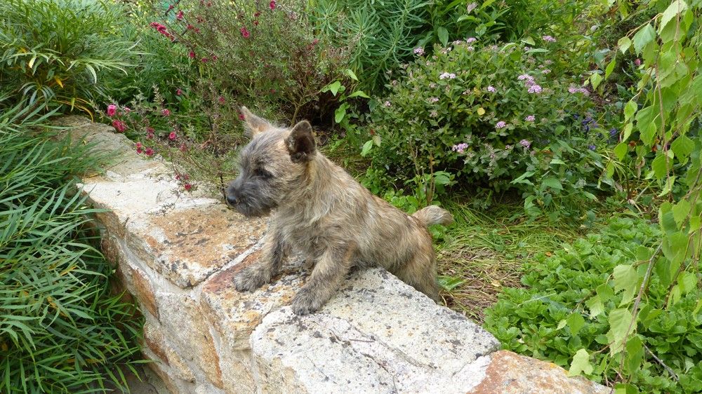 de L'Etang des Chalands - Chiots disponibles - Cairn Terrier