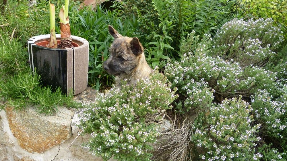 de L'Etang des Chalands - Chiots disponibles - Cairn Terrier
