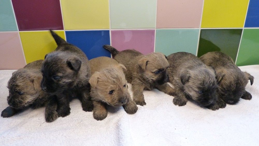 de L'Etang des Chalands - Cairn Terrier - Portée née le 30/08/2025