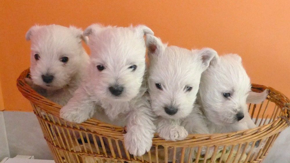 de L'Etang des Chalands - Chiots disponibles - West Highland White Terrier