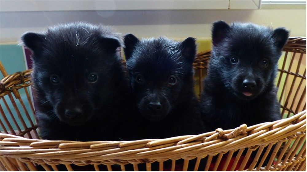 de L'Etang des Chalands - Chiots disponibles - Schipperke