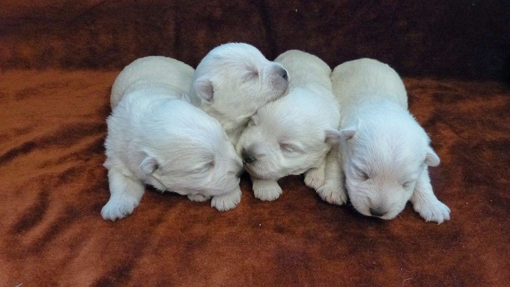 de L'Etang des Chalands - Chiots disponibles - West Highland White Terrier